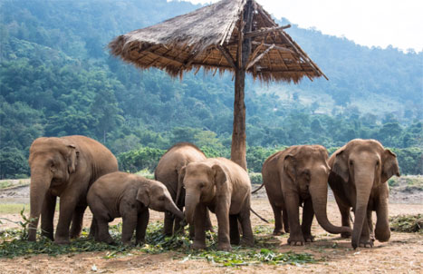 ELEPHANTS