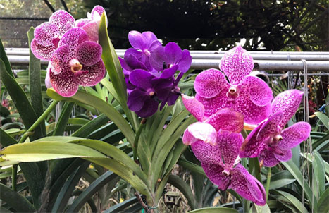 ORCHIDEES